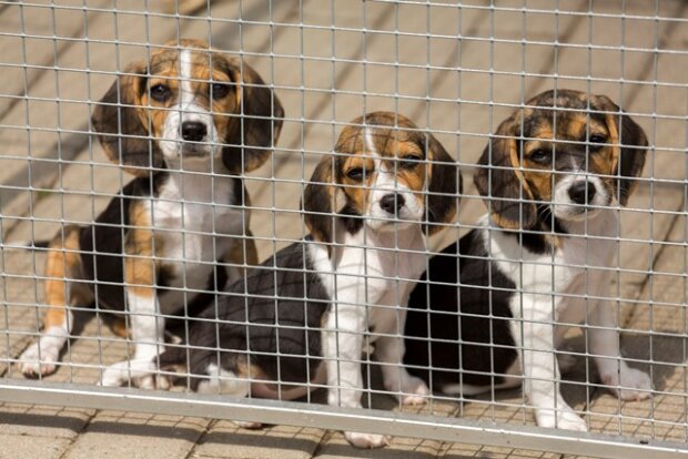 Geschmuggelte Hunde belasten Tierheime Freie Presse