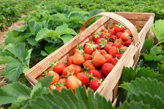 Erdbeeren zum Selbstpflücken: Diese Felder im Erzgebirge öffnen - Die Erdbeer-Saison beginnt und mit ihr öffnen die beliebten Felder zum Selbstpflücken.
