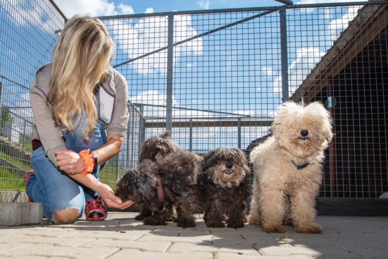 PudelDrama nimmt gutes Ende Tierheim päppelt Hunde auf Freie Presse