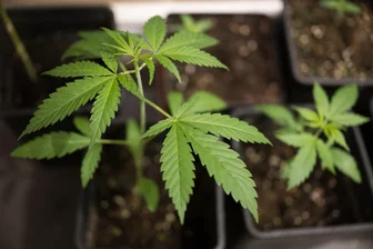 Aus einer alten Fabrikhalle in Penig soll ein XL-Gewächshaus für Cannabis werden - In einer ehemaligen Fabrikhalle in einem Ortsteil von Penig könnte künftig Cannabis angebaut und ausgegeben werden.