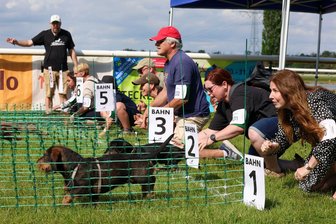 Bilder des Tages vom 30.05.2026 - Ab geht's - jeweils acht Dackel starten in den Vorläufen der 2. Deutschen Meisterschaft im Dackelrennen, die in Magdeburg stattfindet.