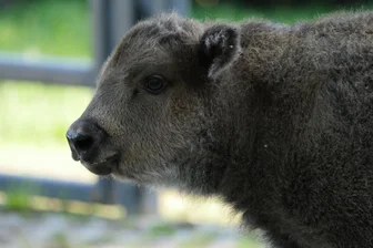 Chemnitzer Spakko wird Vater – es ist ein Mädchen - Das Wisentkälbchen Ora ist ein Mädchen und am 16. Mai zur Welt gekommen.
