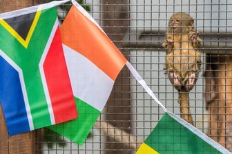 Das Erzgebirge hat ein neues WM-Orakel: Mini-Äffchen tippen erstes Deutschland-Spiel - Die Zwergseidenäffchen im Zoo in Aue verfolgten am Gitter gespannt, was sich vor ihrem Gehege tut.