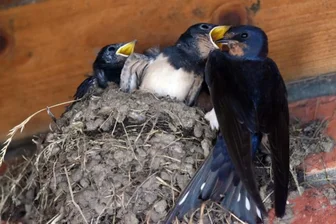„Die Zeit drängt“: Der Schwalbe geht es in Sachsen nicht gut - Lehmnester unter dem Dachvorsprung: Schwalben nutzen geschützte Plätze an Gebäuden für ihren Nachwuchs. Doch davon gibt es immer weniger in Sachsen.