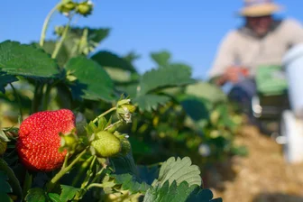 Erdbeeren bei Kleinschirma: Jetzt können die roten Früchte geerntet werden - In Kleinschirma startet die Saison zunächst mit wenigen Stunden auf dem Feld.