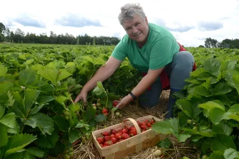 Erdbeerfeld im Vogtland öffnet: „Die Vogtländer kommen mit Wassereimer zum Pflücken“ - 12 Uhr öffnete am Mittwoch das Feld auf der Auerbacher Richardshöhe. Gisela Böttcher aus Rodewisch zählte zu den ersten Pflückern.