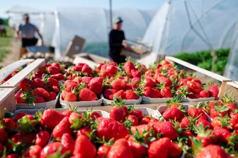 So günstig sind regionale Erdbeeren derzeit zu kaufen - Verbraucher können aktuell besonders günstig Erdbeeren kaufen. (Archivbild)