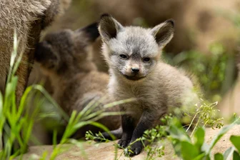 Vierfaches Glück im Zoo Dresden: Erstmals erfolgreiche Aufzucht bei den Löffelhunden - Die Löffelhund-Welpen aus dem Zoo Dresden grinsen, als hätten sie den Schalk im Nacken.